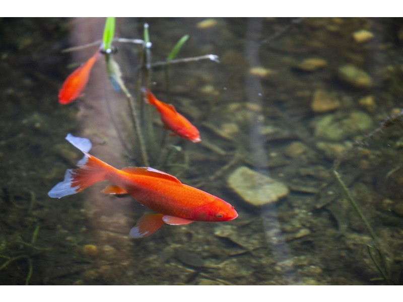 18 Henley Street, Barwon Heads VIC 3227