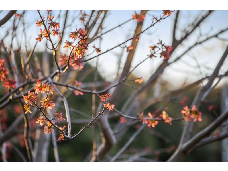 18 Henley Street, Barwon Heads VIC 3227