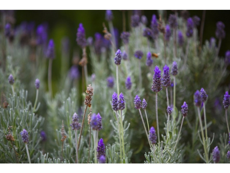 49 Knox Drive, Barwon Heads VIC 3227