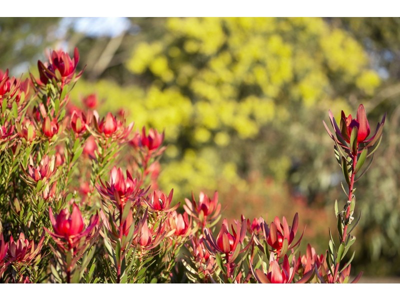 42 Second Drive, Connewarre VIC 3227