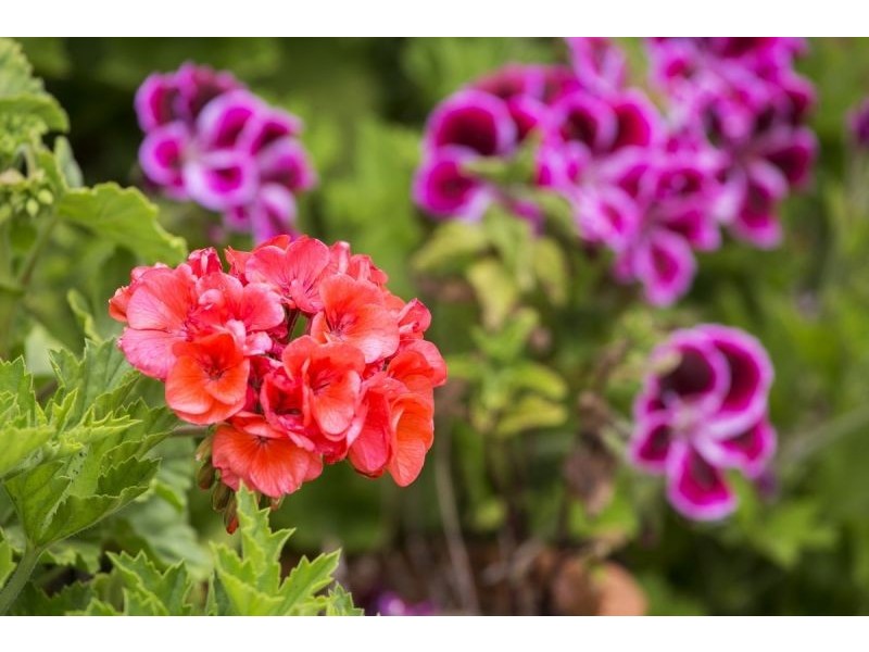 5 Tarnalla Place, Ocean Grove VIC 3226