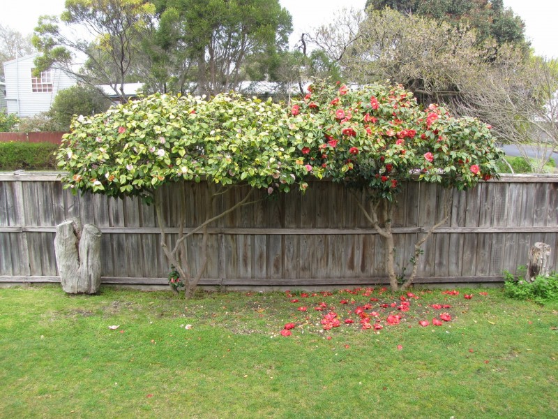 38 Thomson Drive, Barwon Heads VIC 3227