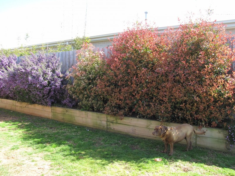 16 Merlan Street, Ocean Grove VIC 3226