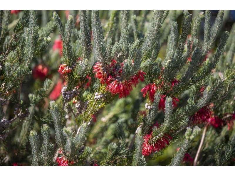 30-32 Normandy Crescent, Ocean Grove VIC 3226