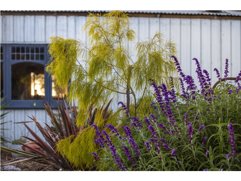 17-19 Buccleugh Street, Drysdale VIC 3222