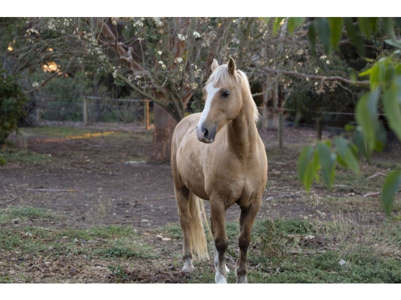 13-17 High Ridge Drive, Clifton Springs VIC 3222