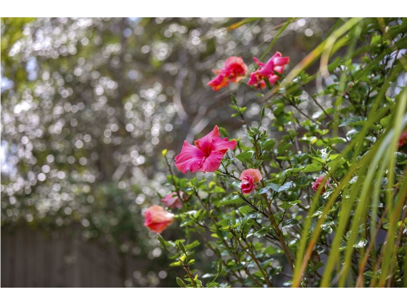 14 Finch Close, Ocean Grove VIC 3226