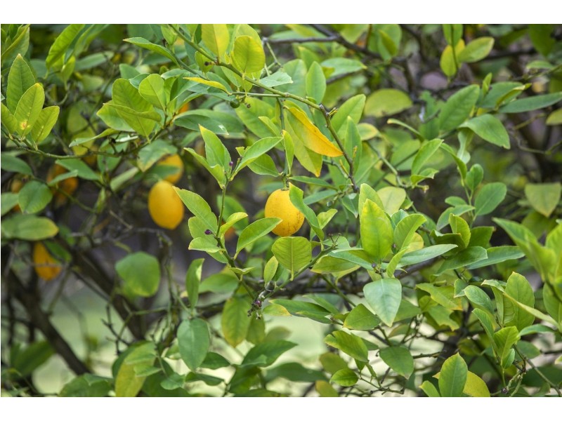 14 Finch Close, Ocean Grove VIC 3226