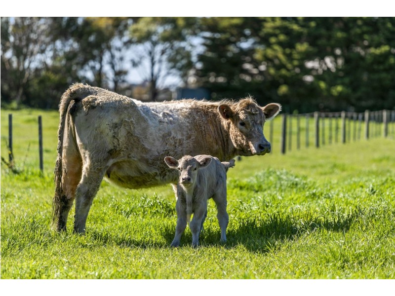 1795 Barwon Heads Road, Barwon Heads VIC 3227