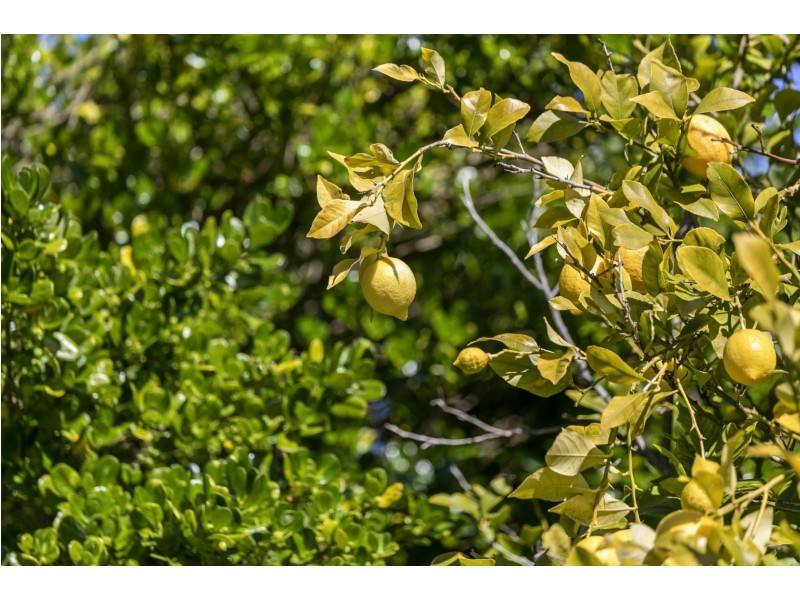 1795 Barwon Heads Road, Barwon Heads VIC 3227