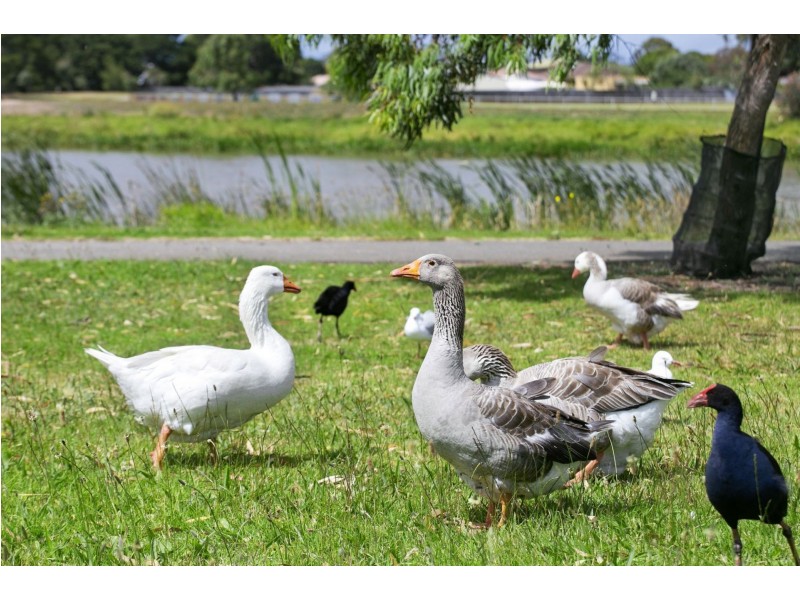 2 Port Deakin Street, St Leonards VIC 3223