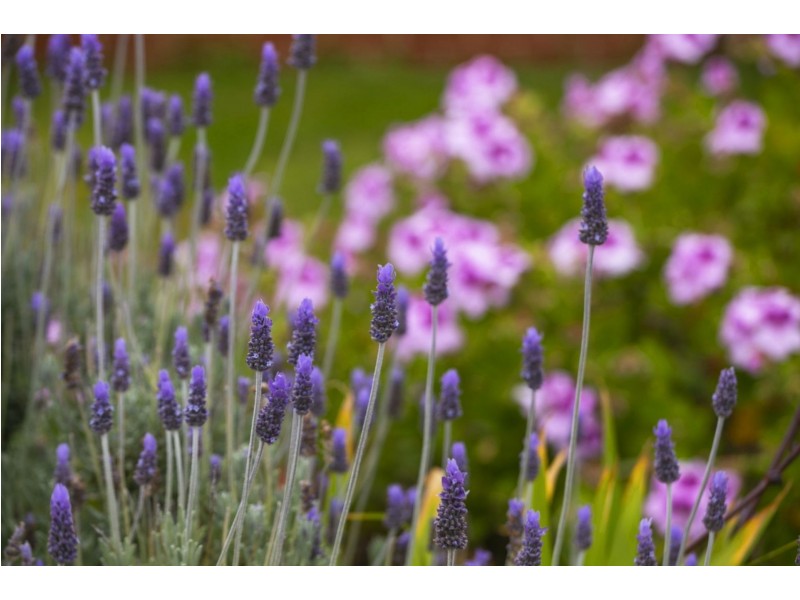 54 Powell Street, Ocean Grove VIC 3226