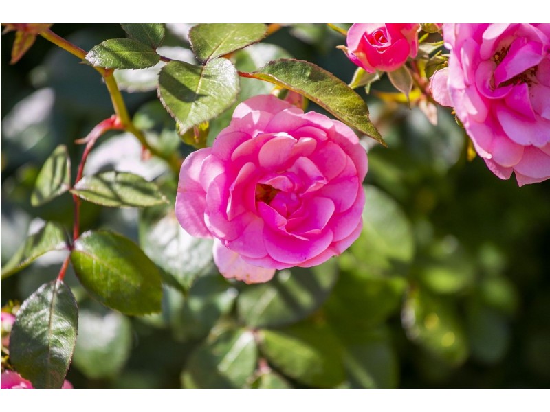 6 Arlington Crescent, Ocean Grove VIC 3226