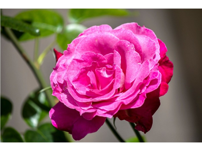 14 Aquilae Street, Ocean Grove VIC 3226