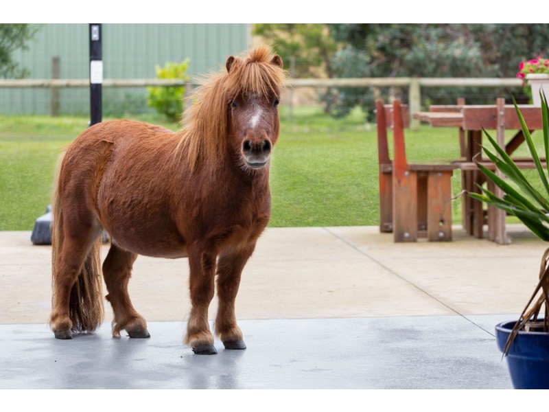 1 Wattle Grove, Wallington VIC 3221