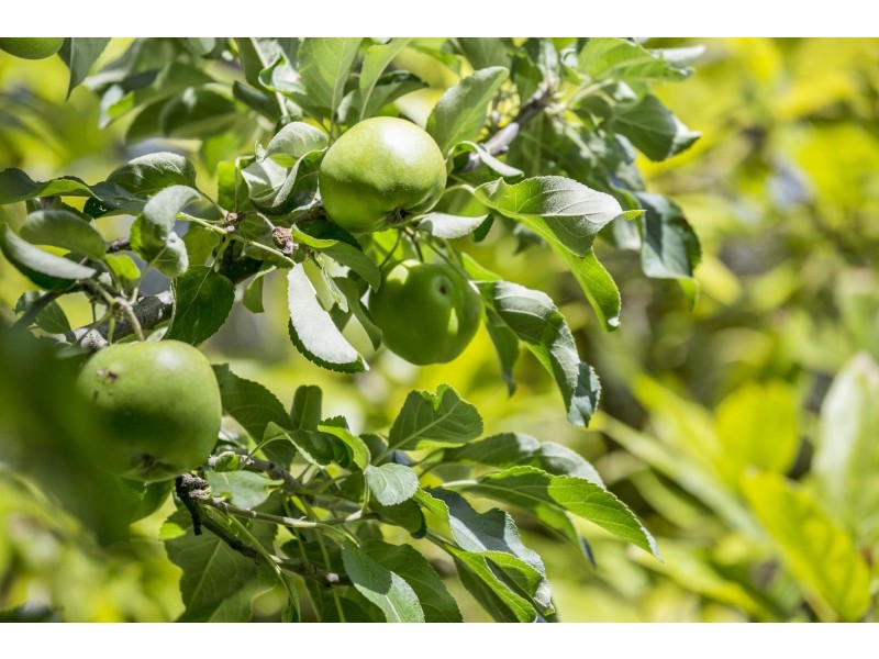 30 Margate Street, Barwon Heads VIC 3227