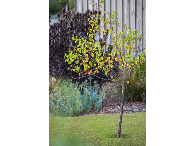 8-10 Dalkeith Crescent, Ocean Grove VIC 3226