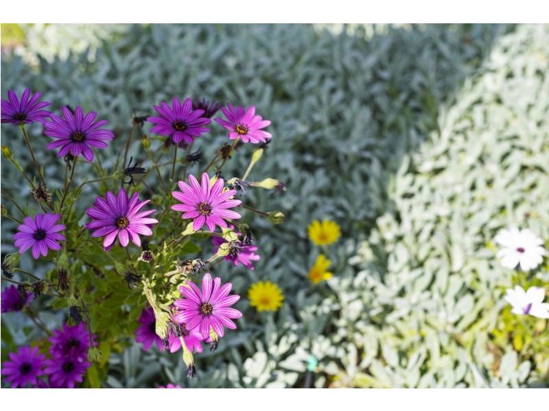 91 Sunset Strip, Ocean Grove VIC 3226