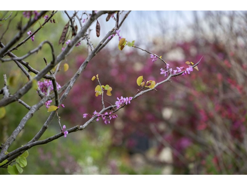 42-44 Normandy Crescent, Ocean Grove VIC 3226