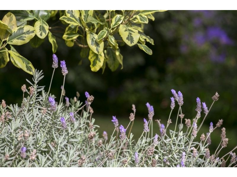 6 The Avenue, Ocean Grove VIC 3226