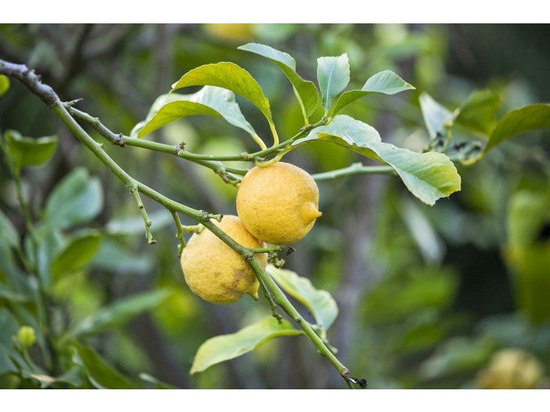 8 Dubourg Court, Ocean Grove VIC 3226