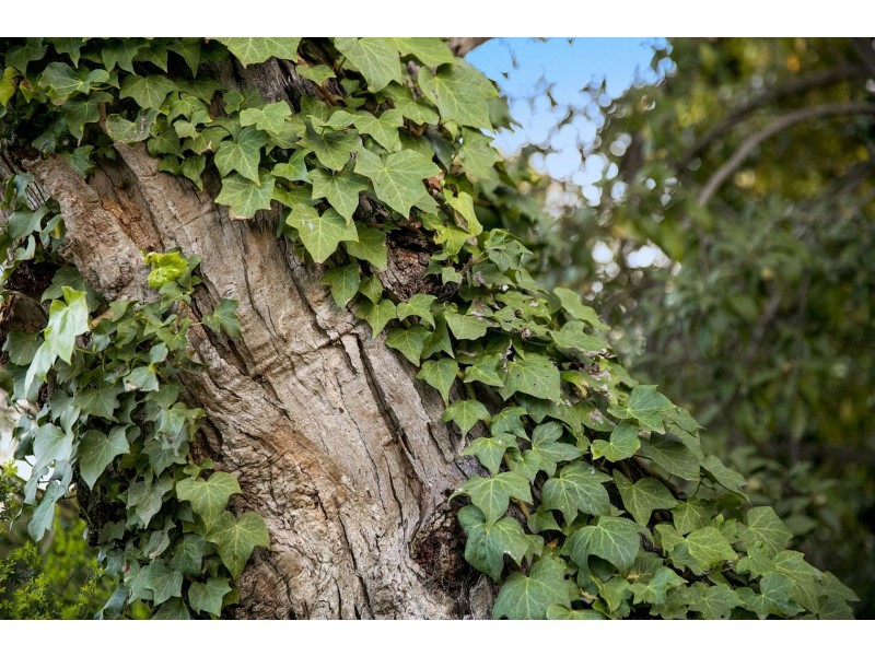 8 Dubourg Court, Ocean Grove VIC 3226