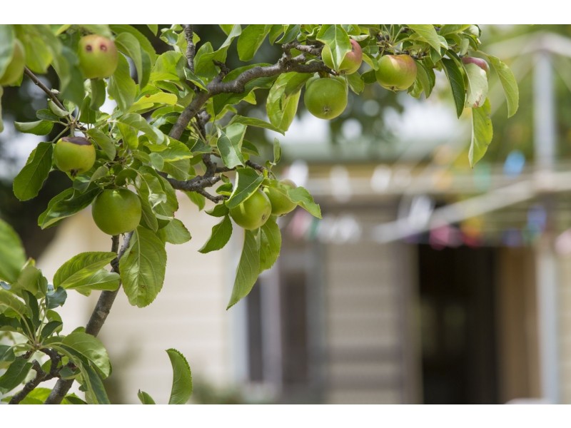 99 Powell Street, Ocean Grove VIC 3226