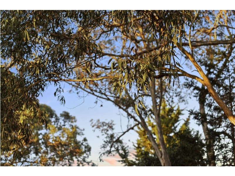 193-195 Thacker Street, Ocean Grove VIC 3226