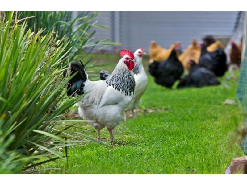 50 Mirranda Court, Wallington VIC 3221