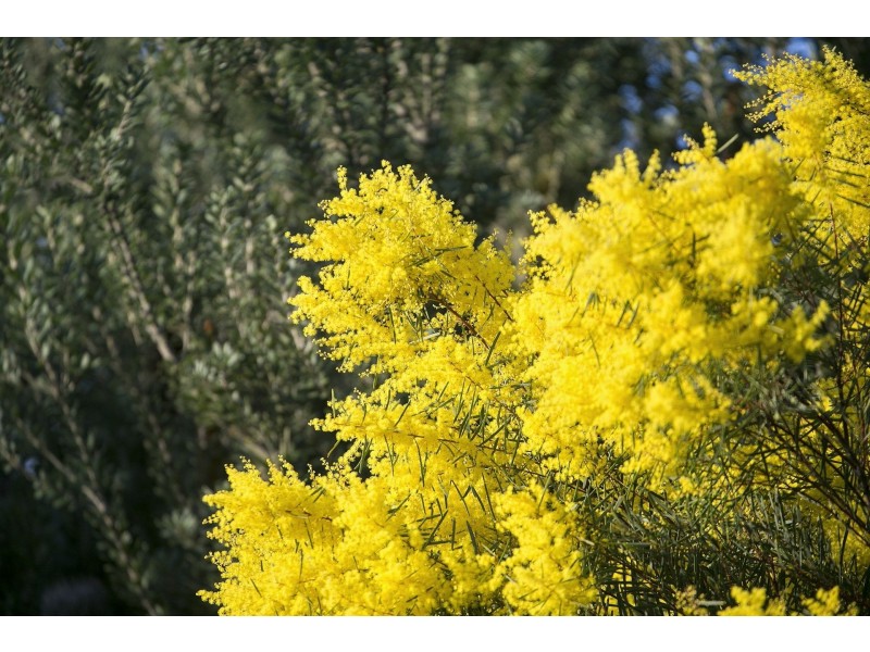 43-51 Dawn Place, Wallington VIC 3221