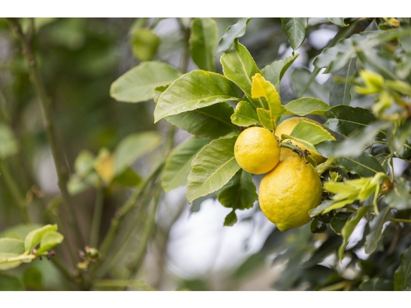 103 Asbury Street East, Ocean Grove VIC 3226