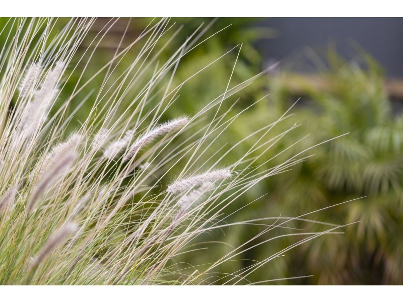 103 Asbury Street East, Ocean Grove VIC 3226