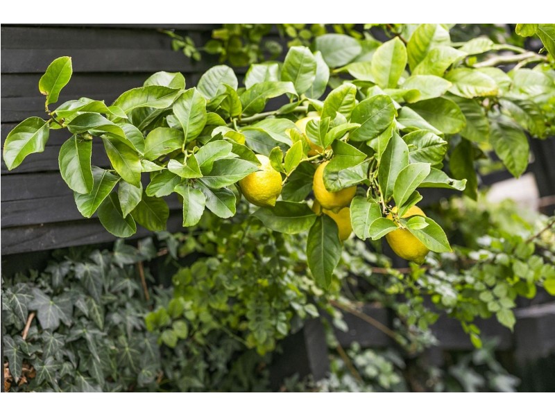 2/53 Madeley Street, Ocean Grove VIC 3226