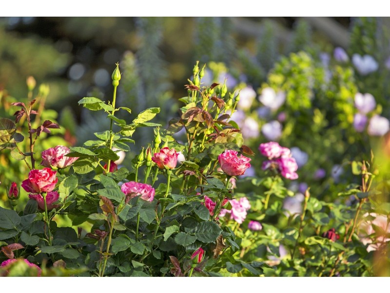 18-24 High Ridge Drive, Clifton Springs VIC 3222