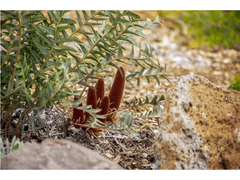 56-58 Yellow Gum Drive, Ocean Grove VIC 3226