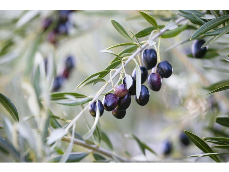 15 Von Nida Avenue, Barwon Heads VIC 3227