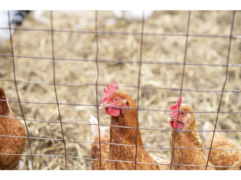 112-150 Church Road, Bellarine VIC 3221