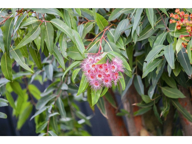 282 Thacker Street, Ocean Grove VIC 3226