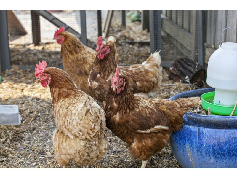 54 Daintree Way, Ocean Grove VIC 3226