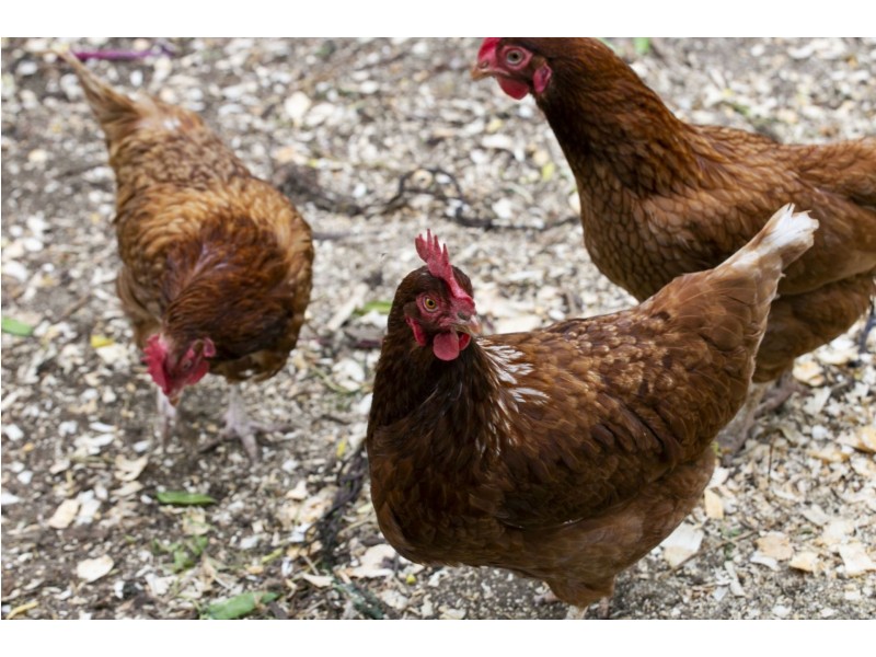 21 Driftwood Street, Ocean Grove VIC 3226