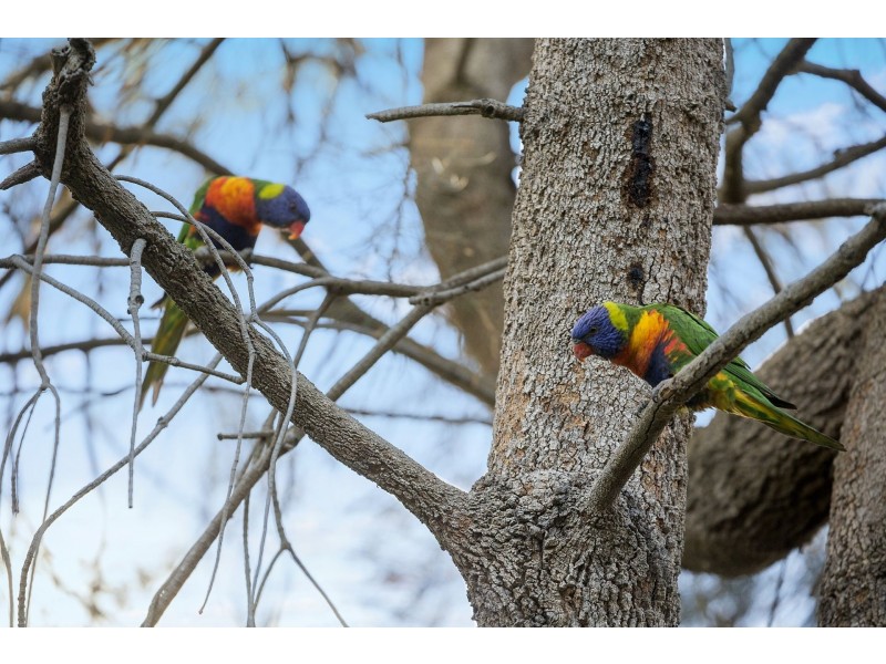 70 Breamlea Road, Connewarre VIC 3227