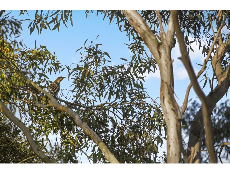 70 Breamlea Road, Connewarre VIC 3227