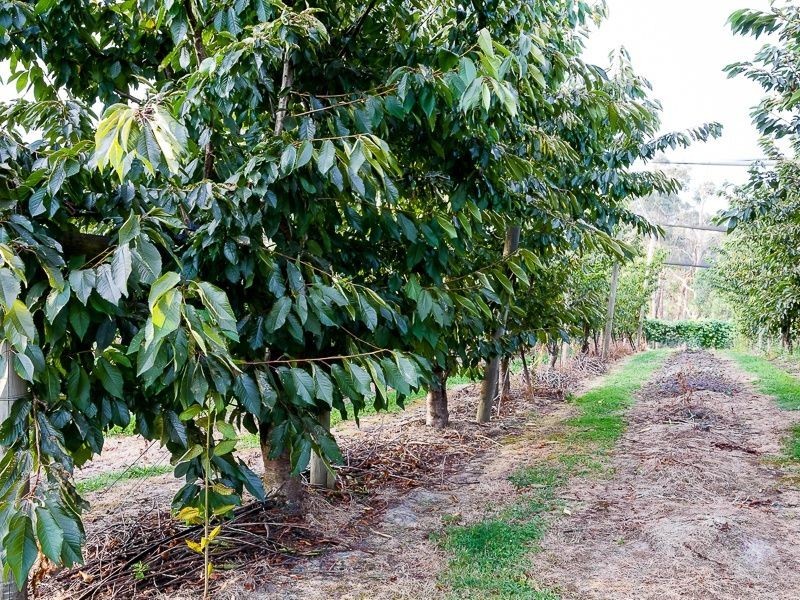 45 Henrys Road, Nyora VIC 3987