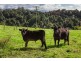 186 St Helena Road, Mcleods Shoot NSW 2479