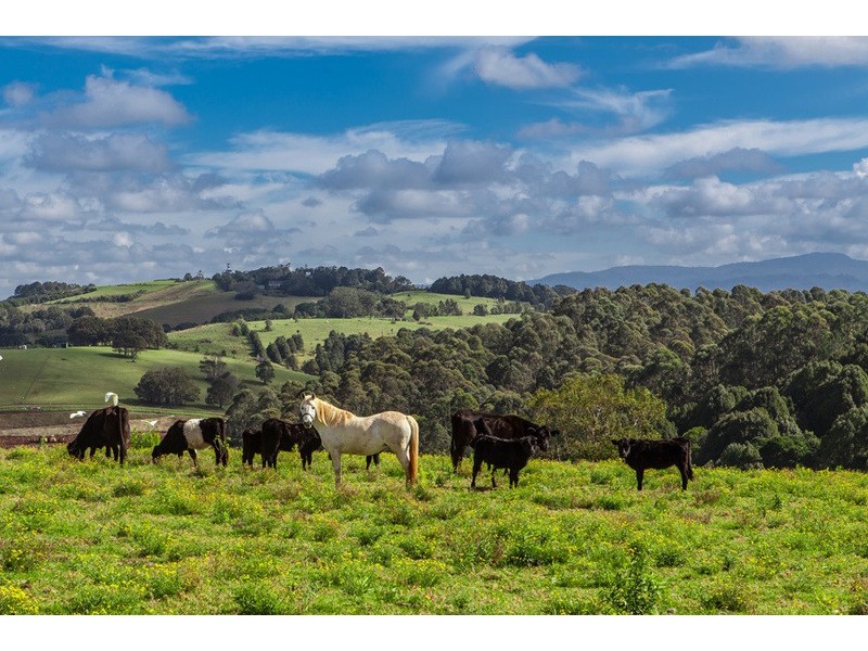 186 St Helena Road, Mcleods Shoot NSW 2479
