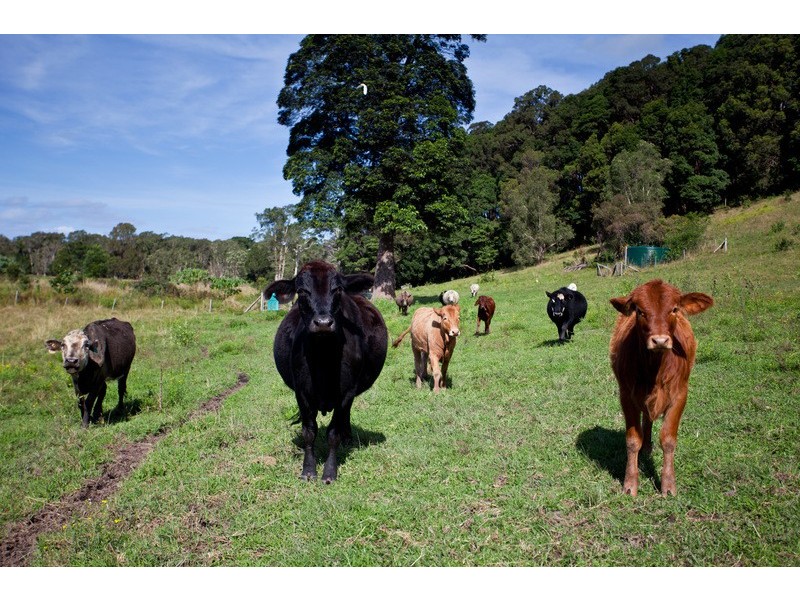 212 The Manse Road, Myocum NSW 2481