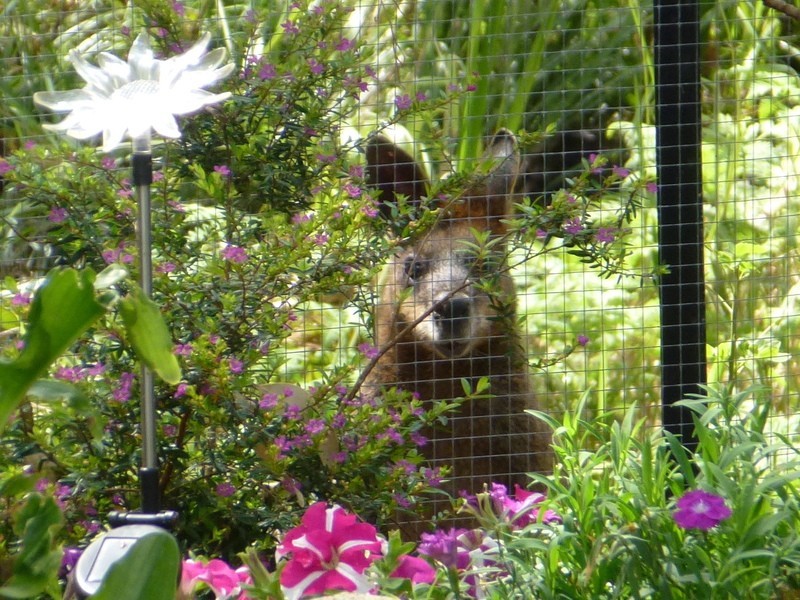 69 Sunrise Boulevard, Byron Bay NSW 2481