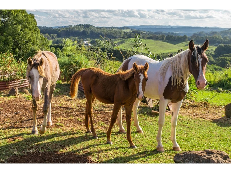 1930 Dunoon Road, Dunoon NSW 2480