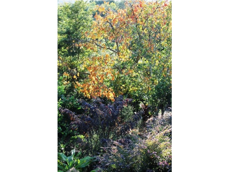 505 Ridgewood Road, Rosebank NSW 2480