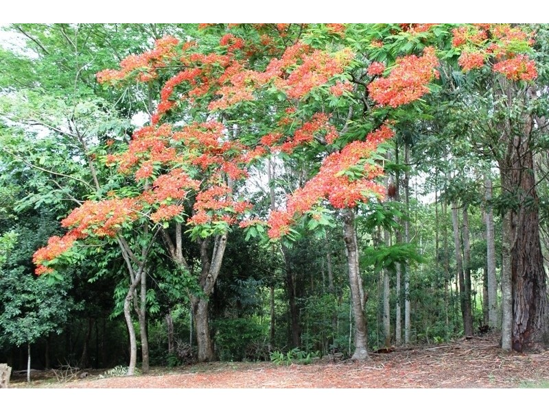 505 Ridgewood Road, Rosebank NSW 2480